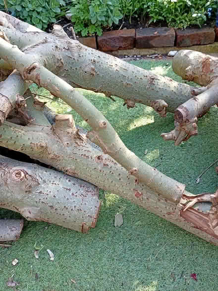 Photo of free Branches (Edgeley SK3) #2