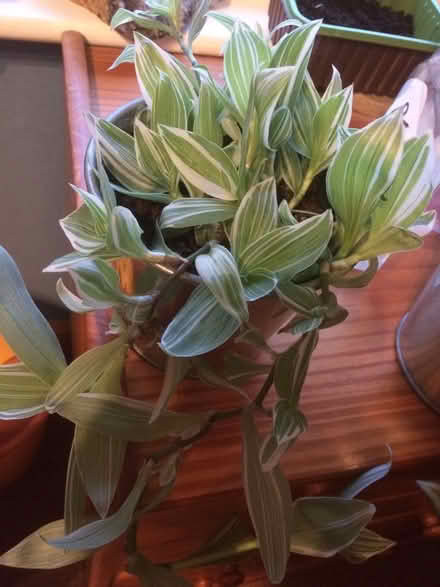 Photo of Tradescantia (Lamberhurst TN3) #1