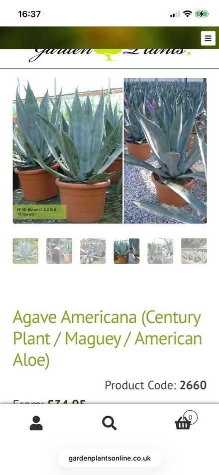 Photo of Agave Americana plant (Welling DA16) #1