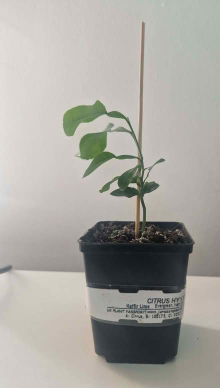 Photo of free Citrus plants in need of some TLC (Loughton IG10) #2