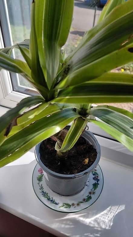 Photo of free Indoor plant (Sheffield S12) #4