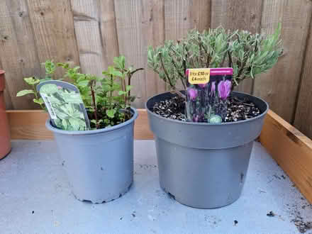 Photo of free Plants in need of some TLC (Loughton IG10) #1