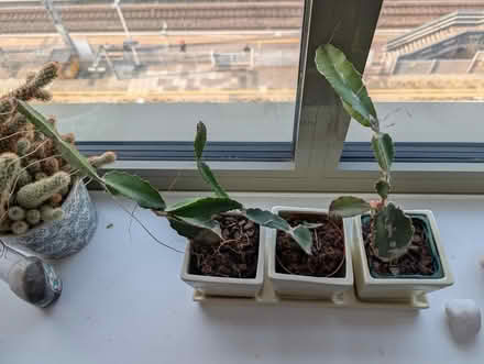 Photo of free Cacti (Ealing Broadway) #1
