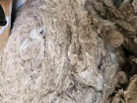Photo of free Insolation Wool (Ox42LD) #4