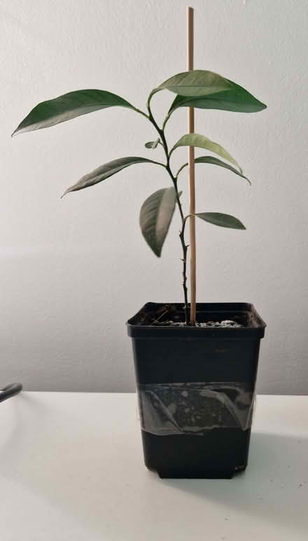 Photo of free Citrus plants in need of some TLC (Loughton IG10) #3