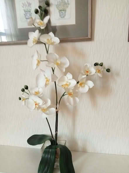 Photo of free Floral displays (Drayton PO6) #3