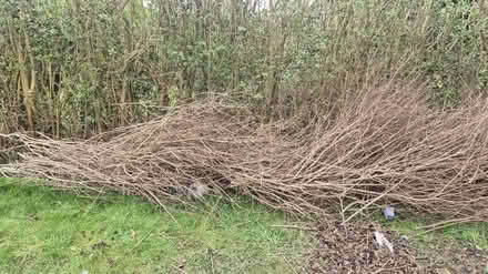 Photo of free Wood (Reney Crescent shiffield) #4