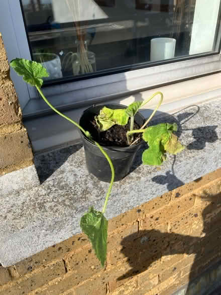 Photo of free Two hollyhock babies (Brighton train station) #1