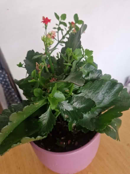 Photo of free home-grown plant 𪴠(Drum Brae EH4) #1