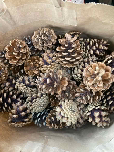 Photo of free Pine Cones (CT1) #1