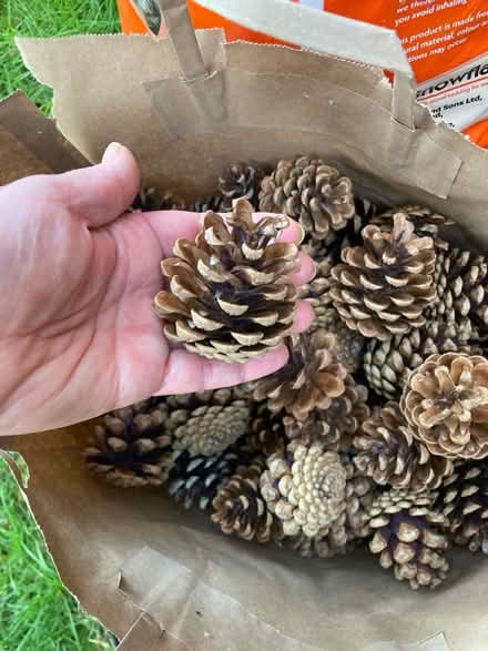 Photo of free Pine Cones (CT1) #3