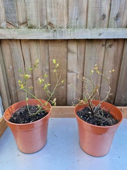 Photo of free Four young blueberry plants in need of some TLC (Loughton IG10) #2