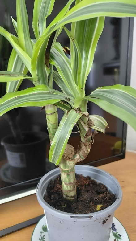 Photo of free Indoor plant (Sheffield S12) #1