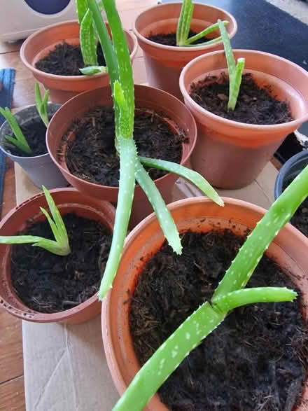 Photo of free Aloe Vera plants to give away (Aspley, NG8) #1