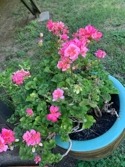 Photo of free Plants and bulbs (Central Marin) #1