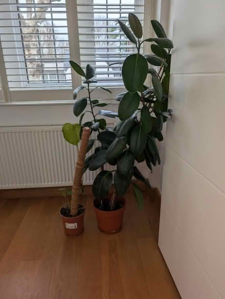 Photo of free Plants (Teddington) #2