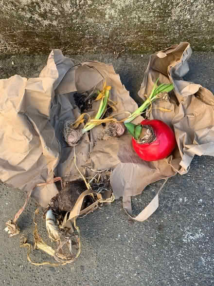 Photo of free Ball Pittosporum plant and bulbs (San Anselmo near Andronico’s) #4