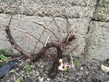 Photo of free Grape vine (Grandpont OX1) #1