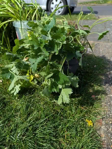 Photo of free Leucojum and Cranesbill (Woodingdean BN2) #1
