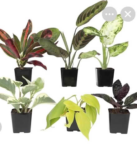 Photo of Asking for plant outside or inside (Arcadia) #1