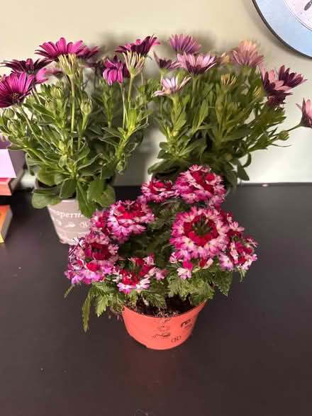 Photo of free Flower plants (Pimlico SW1V) #1