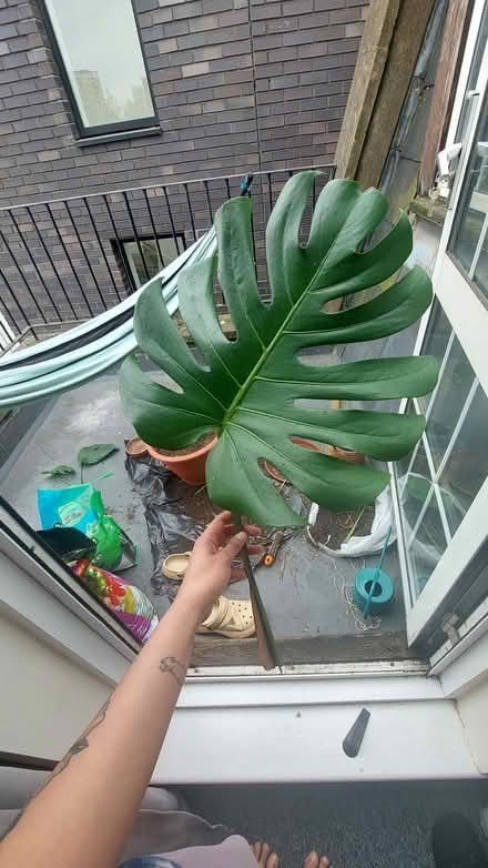 Photo of free Monstera rooted (SE1 5EW) #2