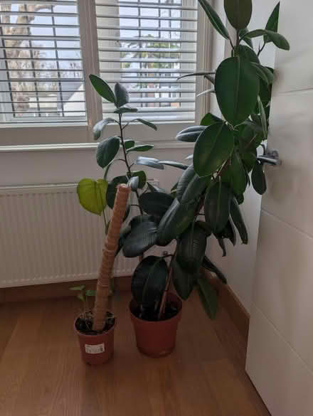 Photo of free Plants (Teddington) #1