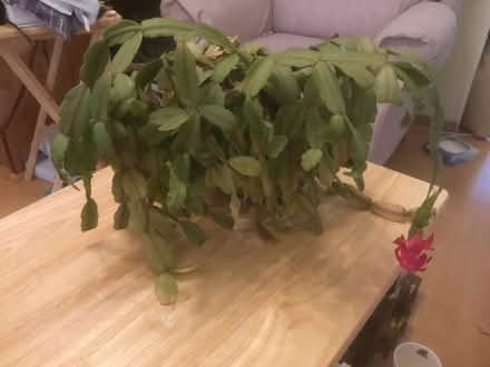 Photo of free Christmas cactus (B62 near Blackheath) #1