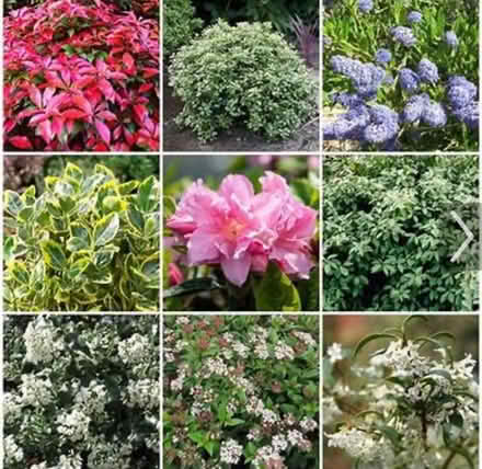 Photo of Shrubs (Underdale SY2) #1