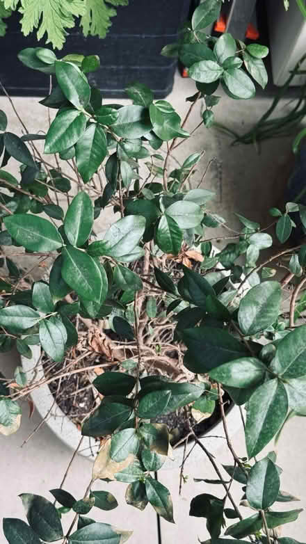 Photo of free Mirtle bush (Edgware Road station) #1