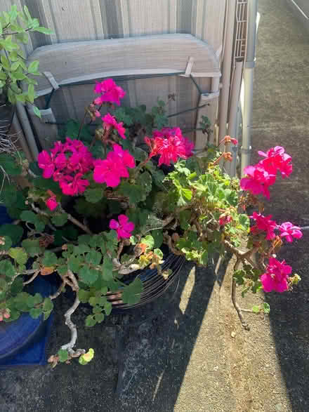 Photo of free Plants and bulbs (Central Marin) #3