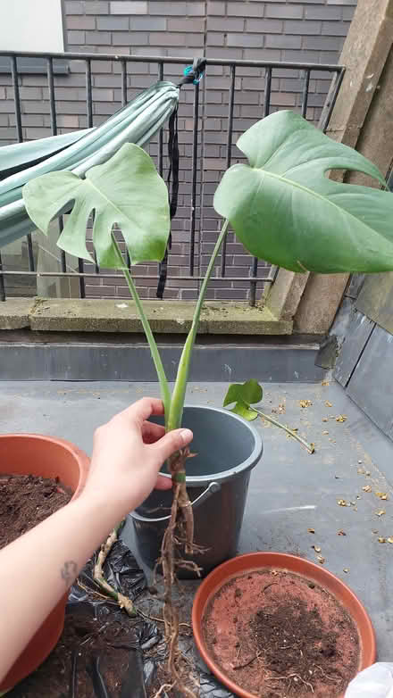 Photo of free Monstera rooted (SE1 5EW) #1