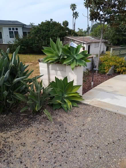 Photo of free large Agave Attenuata & Aloe (Leucadia) #2
