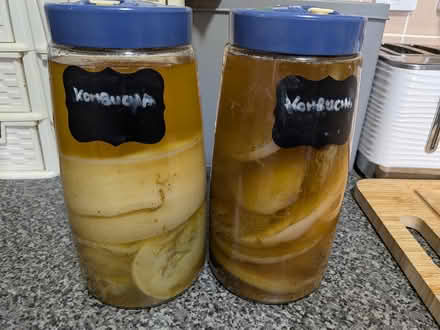 Photo of free Kombucha Scobies (Killingworth NE12) #1
