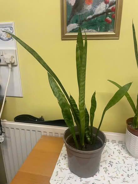 Photo of free Sanseveria/snake plant (Southdown BA2) #1