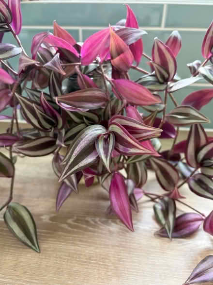 Photo of free Plant (W3) #2