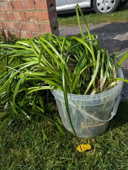 Photo of free Leucojum and Cranesbill (Woodingdean BN2) #2