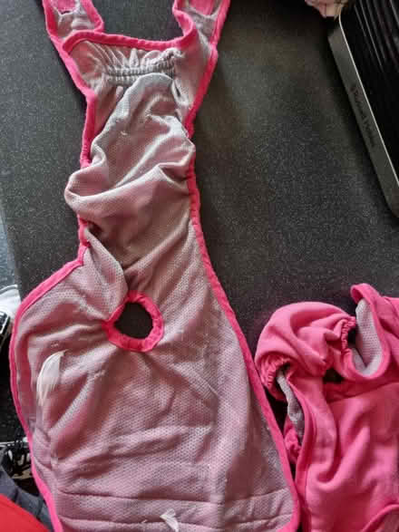 Photo of free Dog nappy for females (SE20) #3