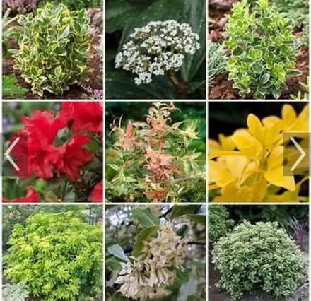 Photo of Shrubs (Underdale SY2) #2