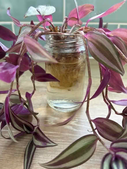 Photo of free Small Plant (W3) #2