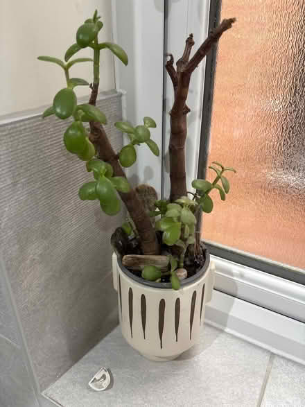Photo of free Money plant (Broomgrove TN34) #1