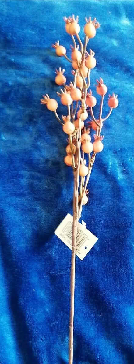 Photo of free flower arranging stems orange berry (Worcester) #2