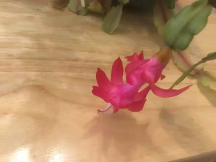 Photo of free Christmas cactus (B62 near Blackheath) #2