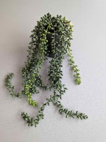 Photo of free Small Oliver bonas hanging fake plant (Bernards Heath AL1) #1