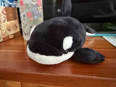 Photo of free Orca plush (Newtown, CT) #2