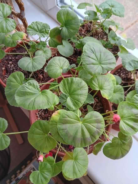 Photo of free 4 geraniums (Chipping Ongar CM5) #1