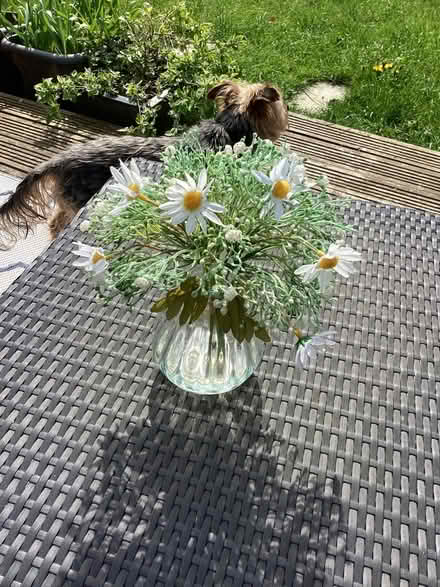 Photo of free Daisy vase (Bedfont TW14) #1