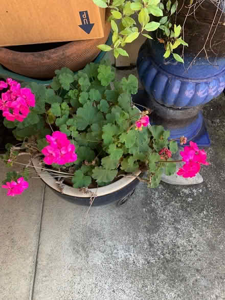 Photo of free Plants and bulbs (Central Marin) #2