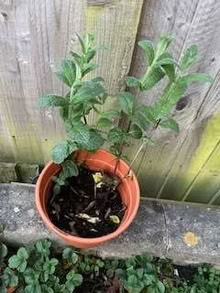 Photo of free Mint Pot (Caldecott OX14) #1