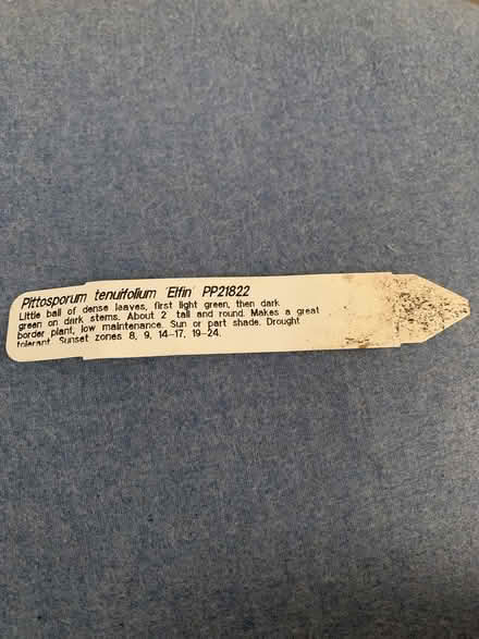 Photo of free Ball Pittosporum plant and bulbs (San Anselmo near Andronico’s) #3